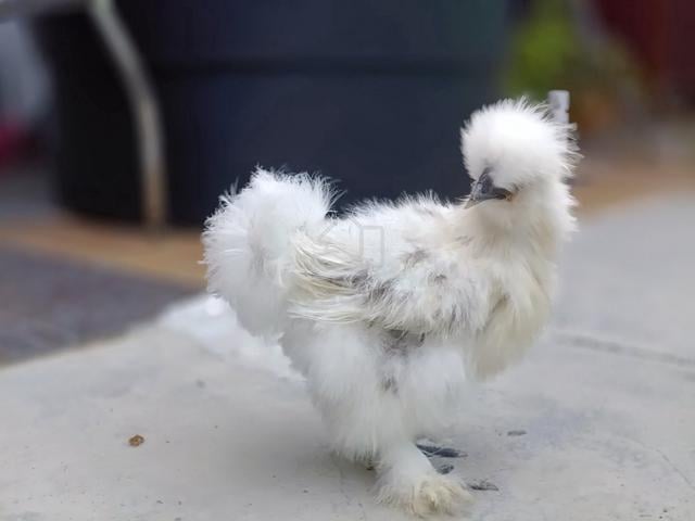 American silkie - photo 2 of 4