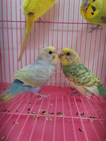 Burung Baji / Budgie - Pets for sale in Shah Alam, Selangor