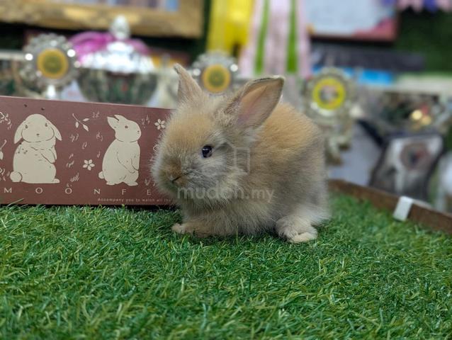 Arnab Mix Teddy Rabbit - photo 3 of 3