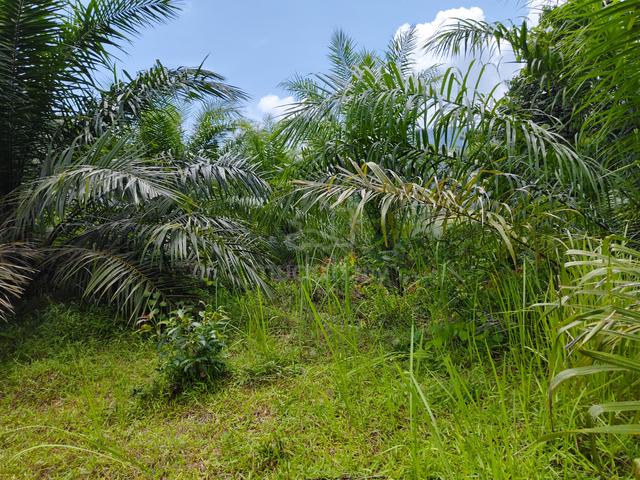 Tanah Kebun 3