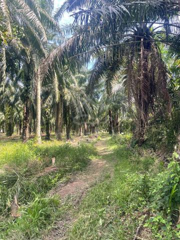 Facing Main Road 1 Acres Land For Sale @ Bagan Serai 1