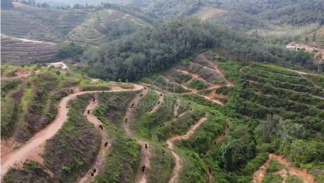 141 Acres Durian Farm Freehold, Near Town, Concrete Road, Musang King 3