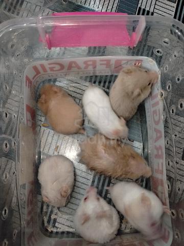Hamster - photo 4 of 5