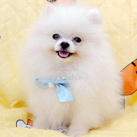 Carousel Image Selected