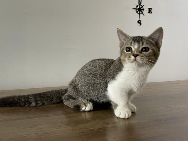 Munchkin Standard (Male) - photo 3 of 6