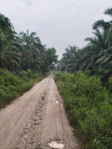 Tanah Pertanian Untuk Dijual / Kluang / Johor 1