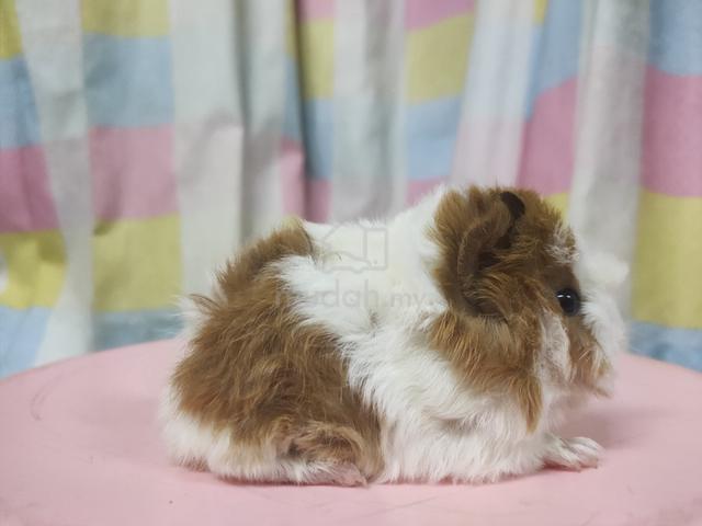 Guinea Pig - photo 4 of 6