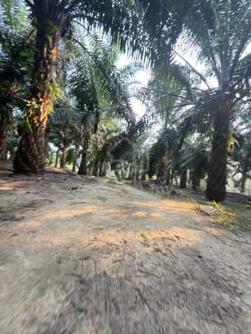 For Sale Johol - Kuala Pilah 1