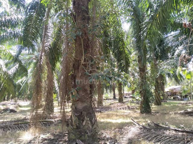 4.27 acres First Lot Palm oil land at Parit, Perak 1