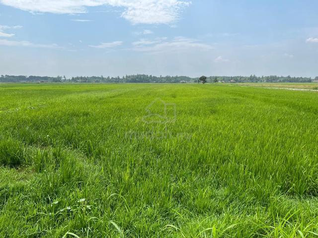 SAWAH PADI 2.9 ekar REZAB MELAYU untuk dijual di BUKIT KECHIK !!! 1