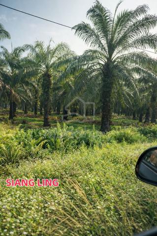 Oil Palm Land 942Acre at Lekir Perak For Sale 1