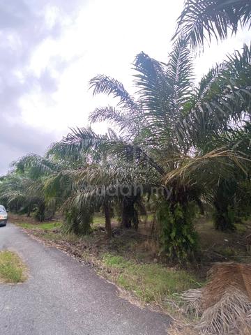 Tanah Sawit Tebuk Berihun Sabak Bernam 1