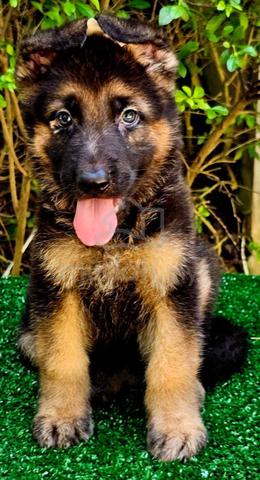 GERMAN SHEPHERD PUPPIES GSD77 - Boy Girl - photo 3 of 4