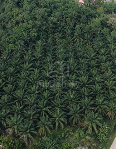 TASEK GELUGOR ZONING RESIDENTIAL|AGRICULTURAL LAND|652Acre|Nr PMU｜ 1