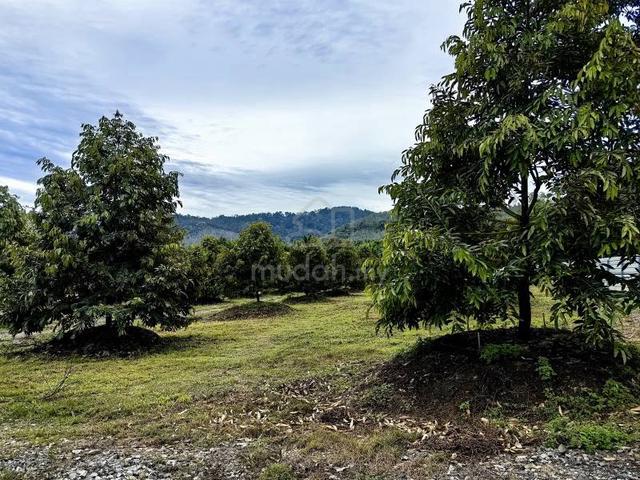 80 Acres Freehold Durian Farm Freehold Dangi Johol Kuala Pilah 1