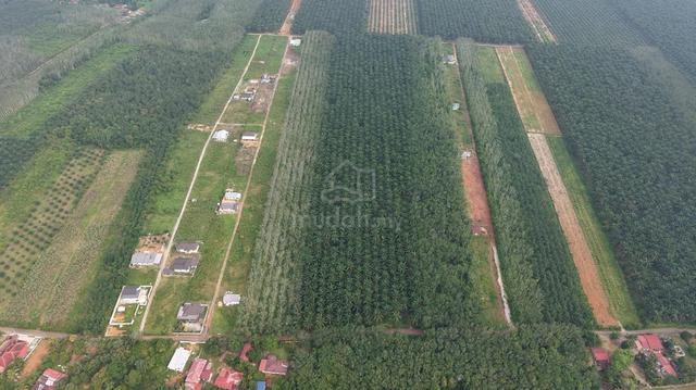 Pendang Sebelah Maktab Sains Mara Tanah Pokok Sawit Untuk Di Jual 4
