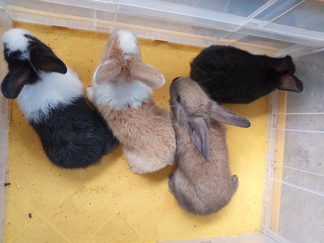 Baby arnab/rabbit utk dijual - photo 2 of 2