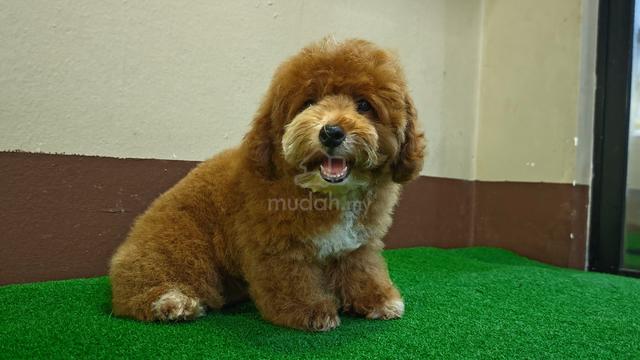 Carousel Image