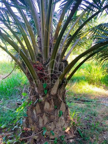 3 ekar kebun sawit ada sungai 1