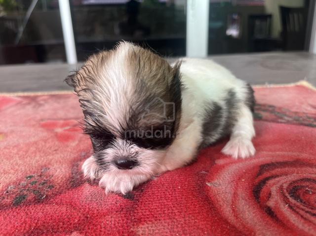 Shih Tzu puppy - photo 5 of 5