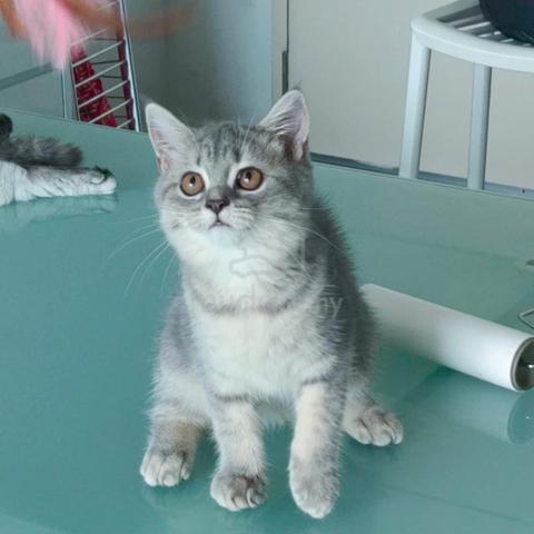 British short hair kitten - photo 2 of 3