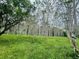Tanah untuk dijual – BUKIT BUNGA (DEKAT SEMPADAN THAILAND) 1