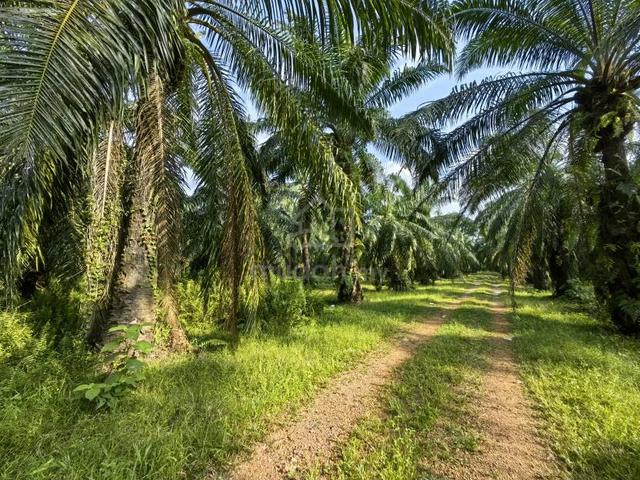 8 Acres Freehold Agriculture Land Jeram Kuala Selangor 1
