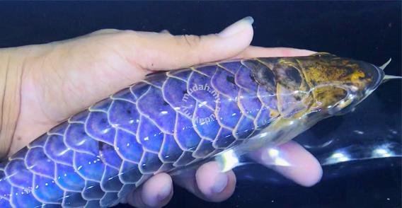 arowana power blue