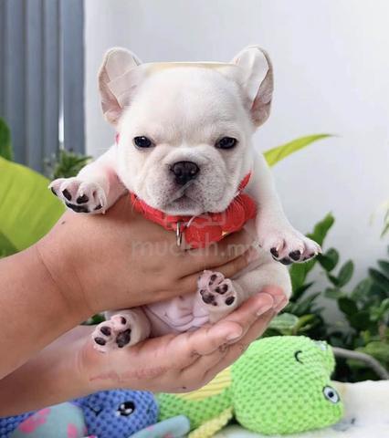 FRENCH BULLDOG PUPPIES VIP810 🌻 Boy-Girl Cream - photo 2 of 3