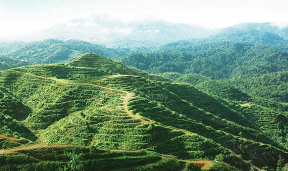 Agriculture land for sale, Bedong, kuala muda, Kedah 3