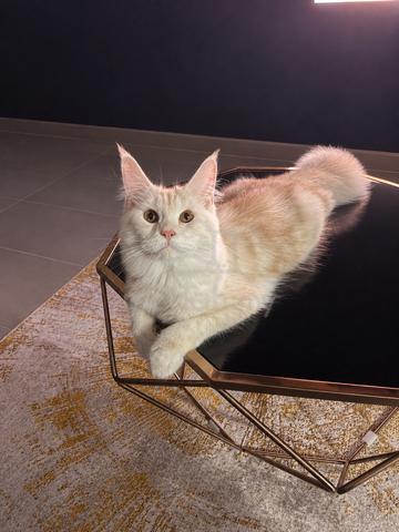 pure mainecoon - photo 3 of 3