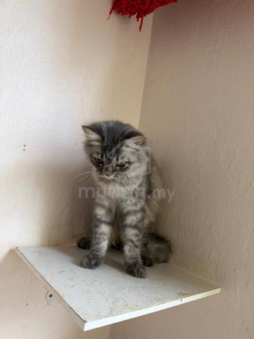 For rehome with fee - photo 2 of 4