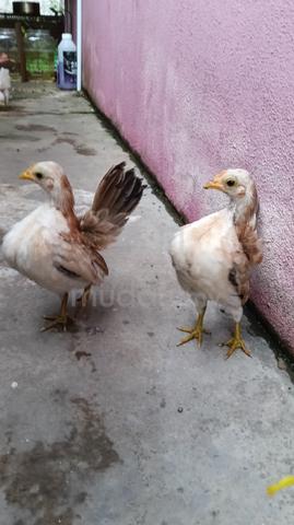 Ayam Serama 3 Ekor  - photo 4 of 5