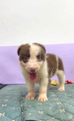 Border collie chocolate tri color - photo 2 of 2