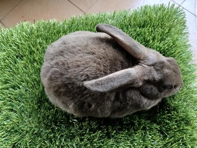 minirex pure breed  - photo 4 of 6
