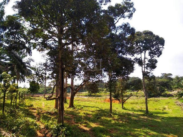 3 acres Agri land at Linggi, Port Dickson, N. Sembilan 1
