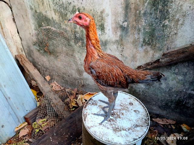 Ayam Betina Pama - Pets for sale in Kota Bharu, Kelantan