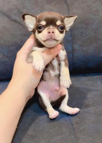 CHIHUAHUA PUPPIES VIP84🌷Head Apple Bonnie Dog Boy - photo 3 of 3
