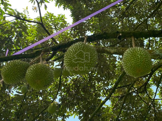 Fast ROI Durian Farm for sale with import/export license !!! 1