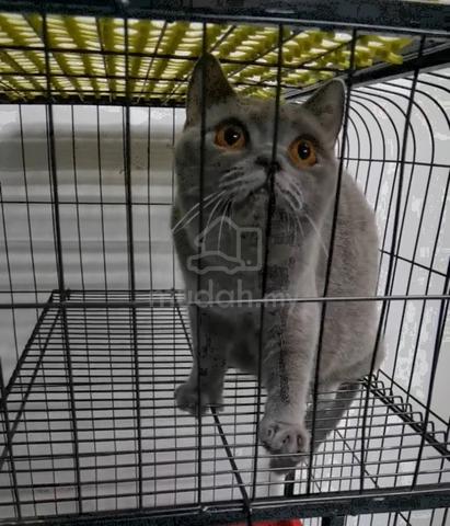 Bsh British Shorthair Female Kitten Baka Besar Pets For Sale In Alor