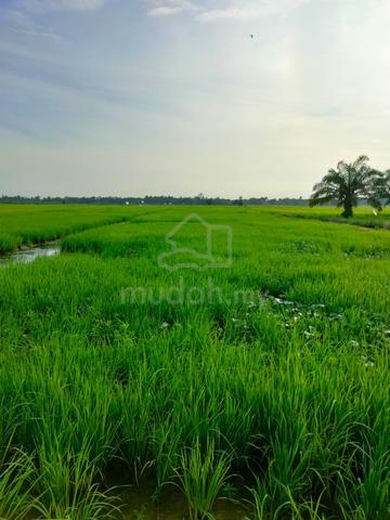 4 Ekar Tanah Sawah Untuk Dijual ( Sg Manik ) 1