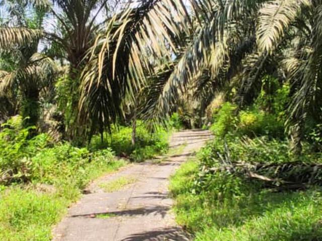 [ Ada Jalan & Air ] Tanah Pertanian 3.9 ekar , Relau , Bandar Baharu 1
