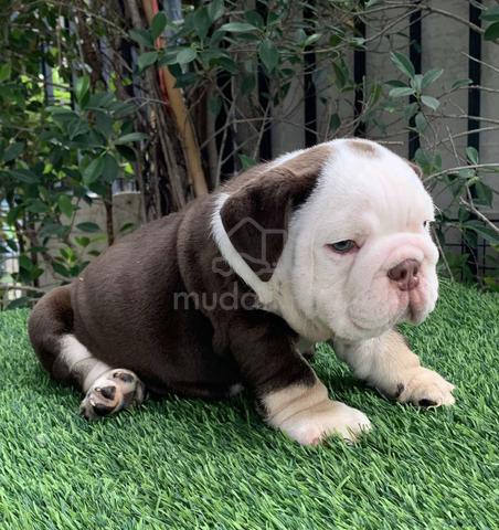Pelagiia i belyi buldog. Pelagiia … E216 🐻ENGLISH BULLDOG PUPPIES BullDog Only male - Pets for