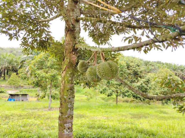 12 Ac-Durian Farm & Oil Palm Durian Tipus, Simpang Durian, Jelebu, N9 1