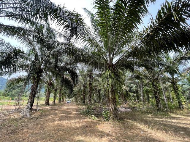 Tanah Pokok Sawit 7 Relong 5 Ekar Di Jeneri, Sik 4