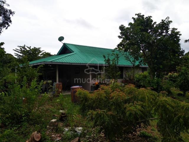 1.12 acres Orchard farm at Nusa Dusun Orchard Resort, Kuala Linggi 1