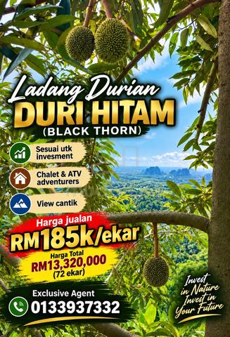 Black Thorn Durian Orchard Kuala Kangsar 1