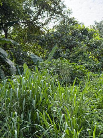 TTDI/Sungei Penchala Land for sale 1