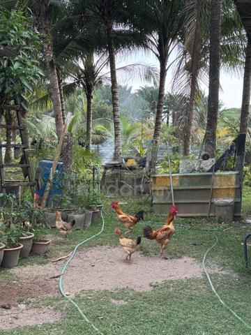Kota Tinggi 1 Ekar Tanah Pertanian Dusun Durian Jambu Air Dengan Rumah 1