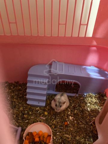 Carousel Image